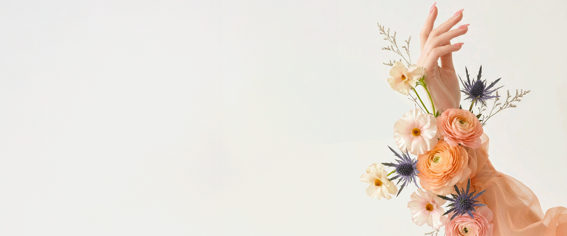 Premium Ranunculus