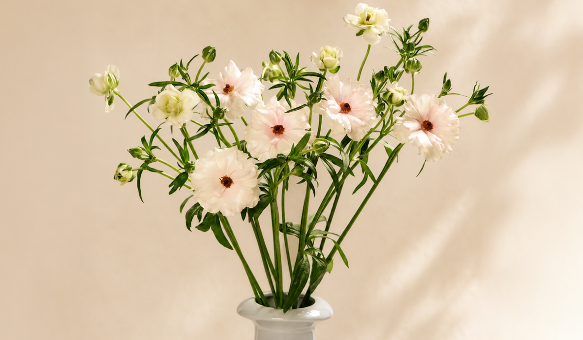 A Different Kind of Ranunculus