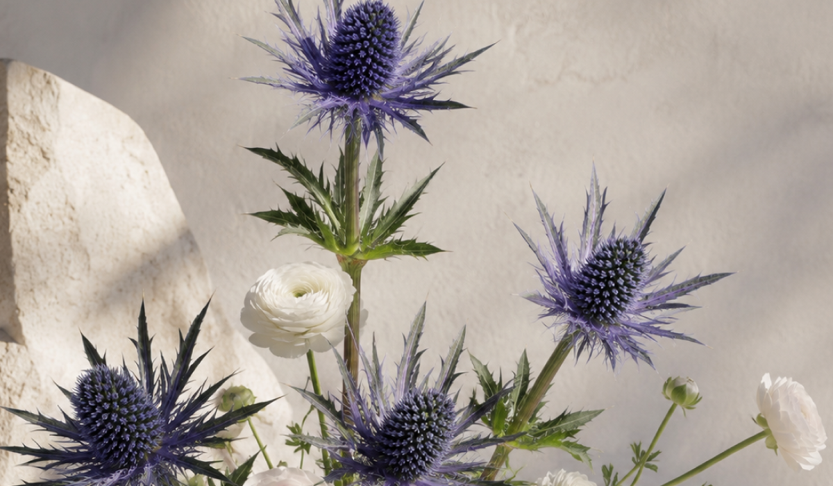 Eryngium: The Summer Anchor