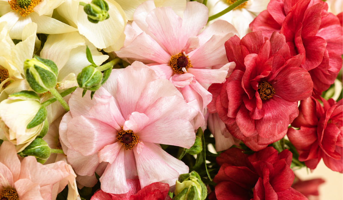 How to Use Butterfly Ranunculus