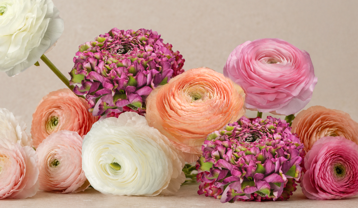 The Margin of Softness