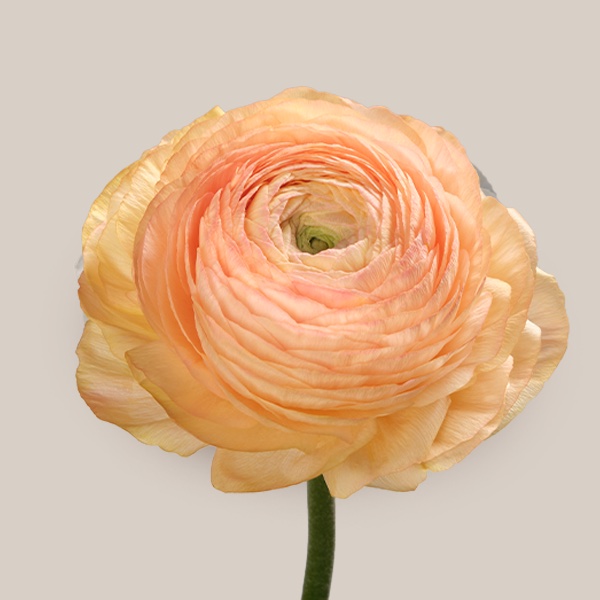 Cloni Success Honey ranunculus