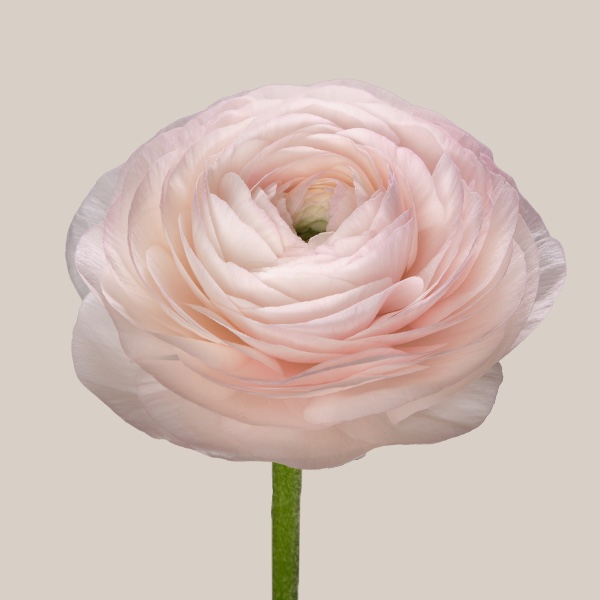 Cloni Success Madame ranunculus