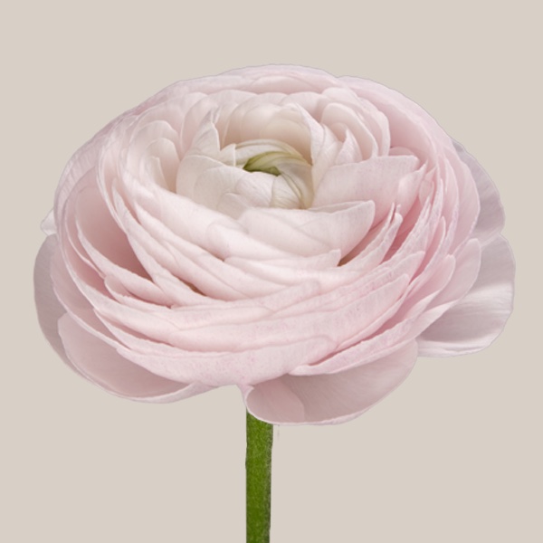 Cloni Success Nebbia ranunculus