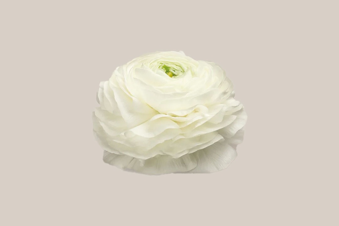 Elegance Bianco ranunculus