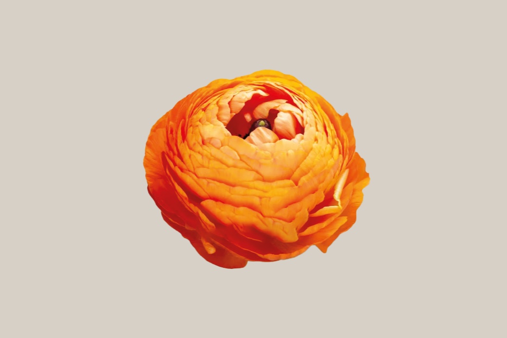 Elegance Clementine ranunculus