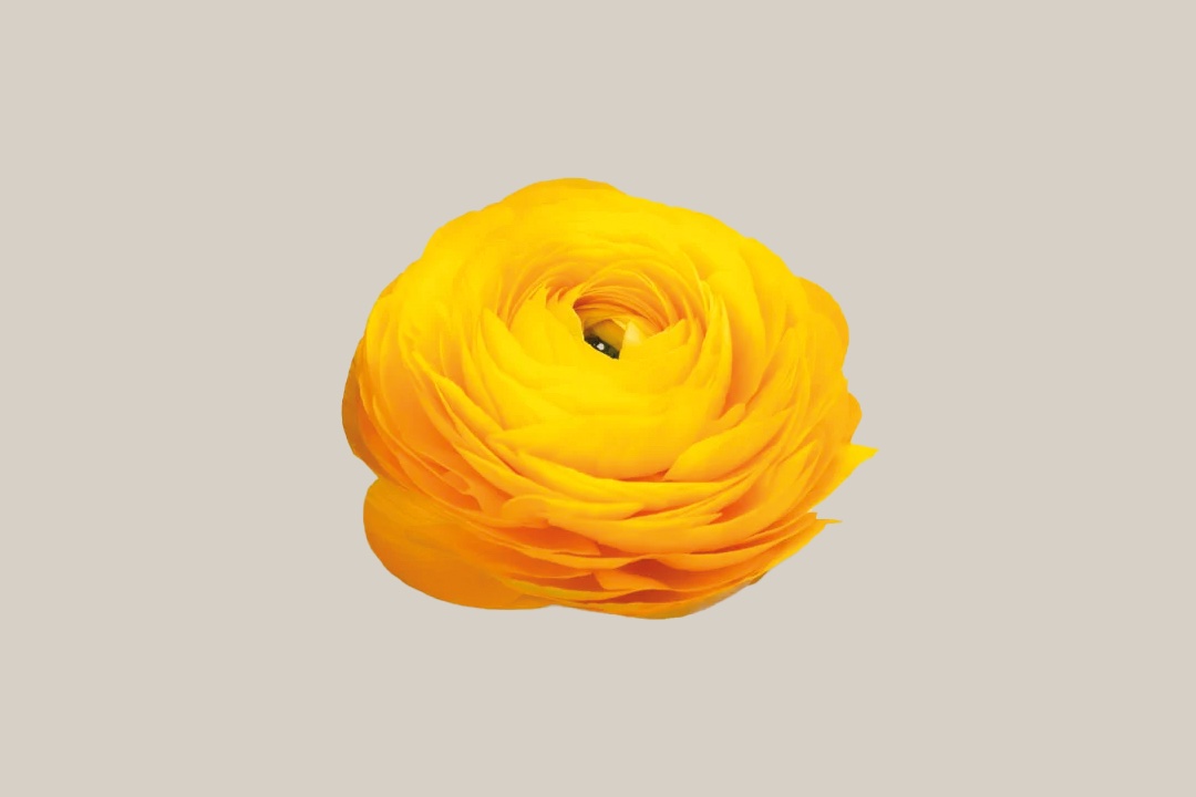 Elegance Giallo ranunculus