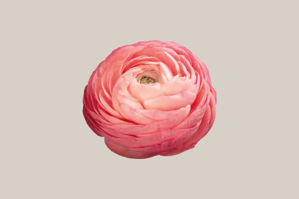Elegance Salmone ranunculus