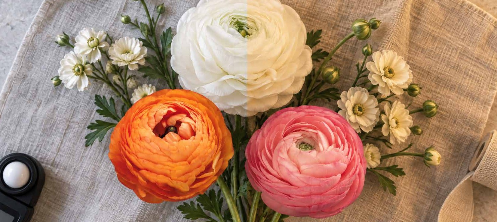 Orange, white and pink ranunculus beside a light meter