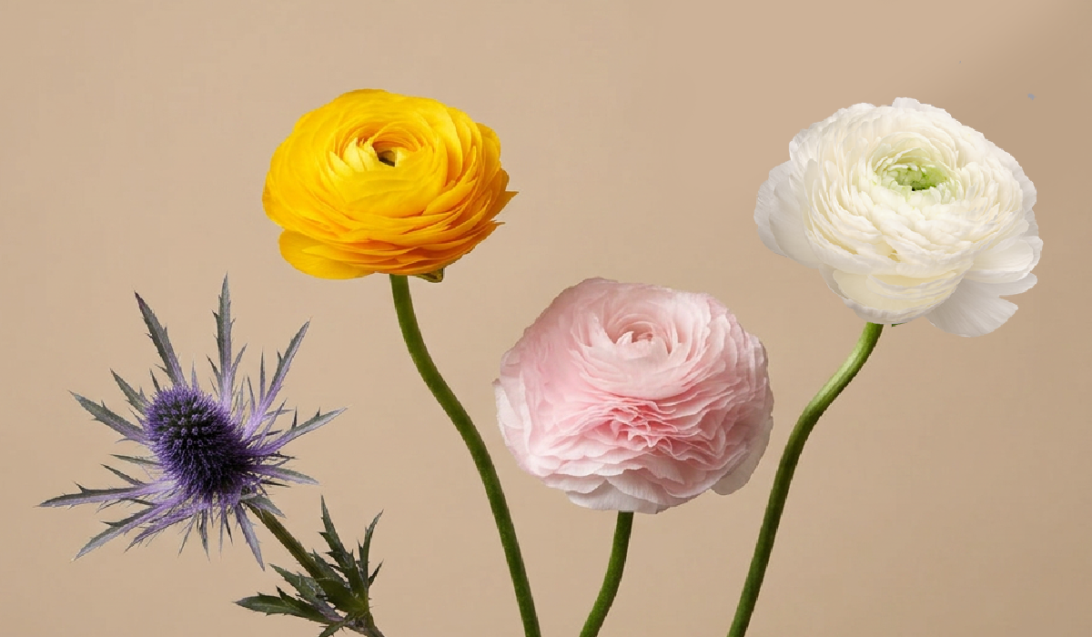 Ranunculus and Eryngium: Soft Volume, Mineral Structure