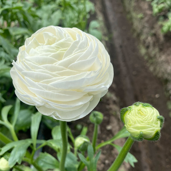 Grown at Origin