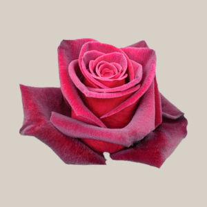Black Baccara