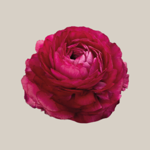Elegance Hot Pink