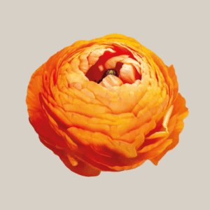 Elegance Clementine