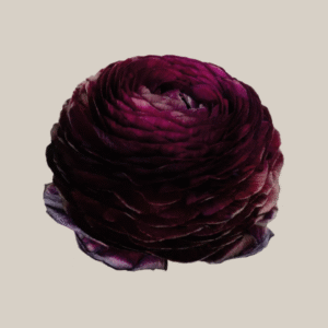 Elegance Viola