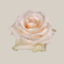 Fancy Dreams - EcoRoses: Ecuador Premium Quality Roses