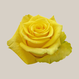 High & Yellow Magic