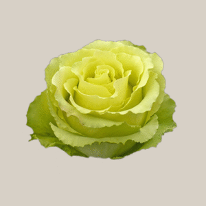 Limonada