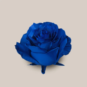 Mondial Blue