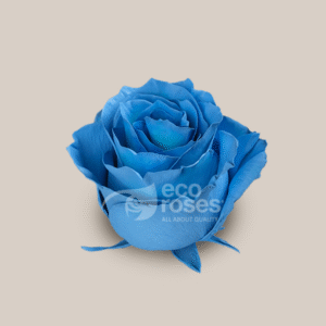 Mondial Blue Teal