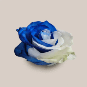 Mondial Blue White