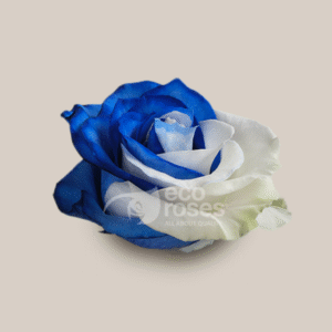 Mondial Blue White