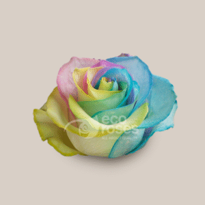Mondial Pastel Rainbow