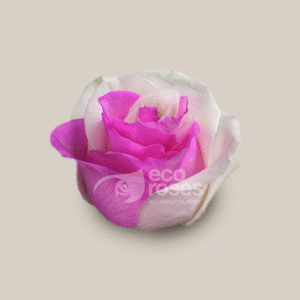 Mondial Pink White