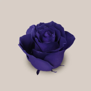 Mondial Purple