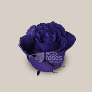 Mondial Purple