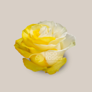 Mondial Yellow White