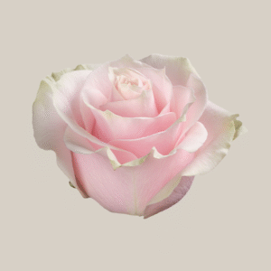 Pink Mondial