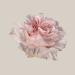 Powder Puff - EcoRoses: Ecuador Premium Quality Roses