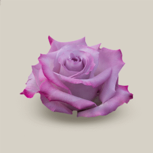 Purple Haze