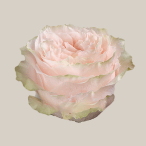 Princess Crown