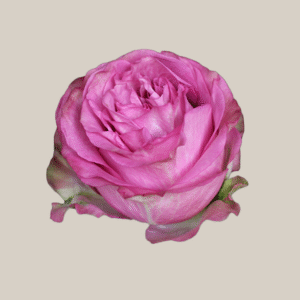 Queen’s Crown