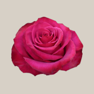 Roseberry