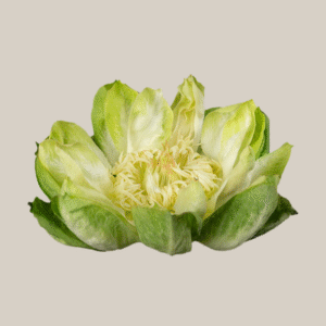 Veggie