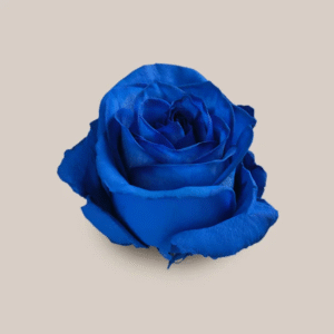 Vendela Blue