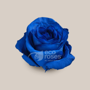 Vendela Blue
