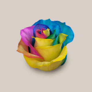 Vendela Rainbow