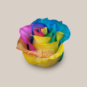 Vendela Rainbow
