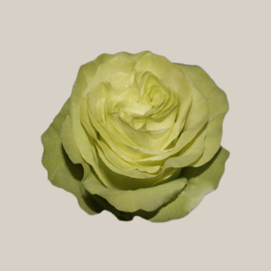 Wasabi