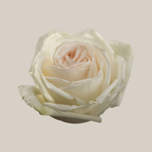 White O’hara