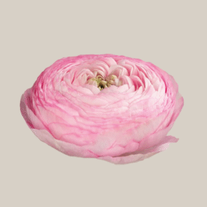 Elegance Rosa