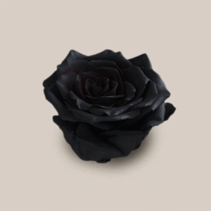 Mondial Black