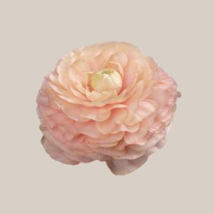 Cloni Success Grand Pastel