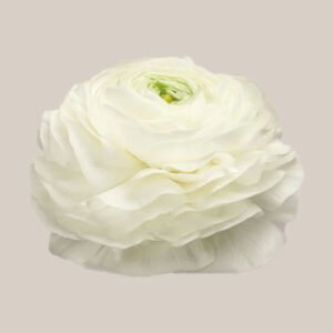 Elegance Bianco